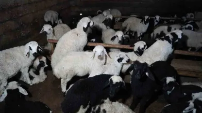 Erzincan’da yılın son kuzuları üreticilerin yüzünü güldürdü