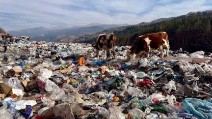 Ardahan'da büyükbaş hayvanlar çöplükte besleniyor