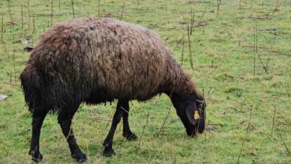 Muş Hasköy’de sıcaklığın mevsim normalleri üzerinde olması besicileri sevindirdi