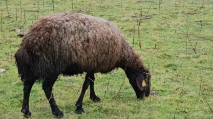 Muş Hasköy’de sıcaklığın mevsim normalleri üzerinde olması besicileri sevindirdi