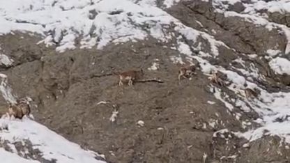 Güzeldere’nin karla kaplı yamaçlarda dağ keçileri görüntülendi