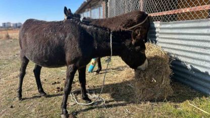 Başıboş bırakılan at ve eşekler hem trafiği hem yaban hayatını tehdit ediyor