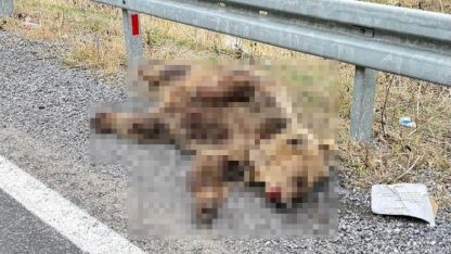 Hakkari’de aracın çarptığı ayı telef oldu