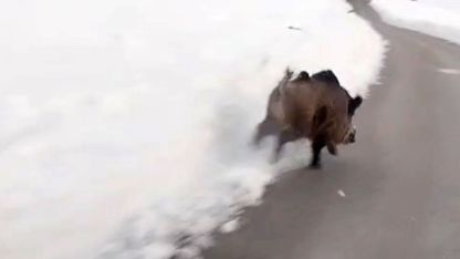 Yüksekova’nın farklı noktalarında domuz sürüleri görüntülendi