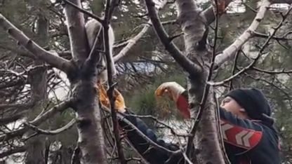 Ağaçta mahsur kalan kedi kurtarıldı