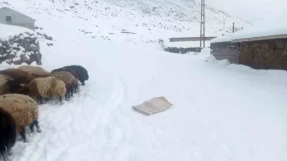 Karla birlikte Türkiye’nin en yüksek köyü Kışkılı’da besiciler zor durumda kaldı