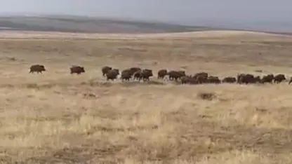 Komşuda domuz sürüsü görüntülendi