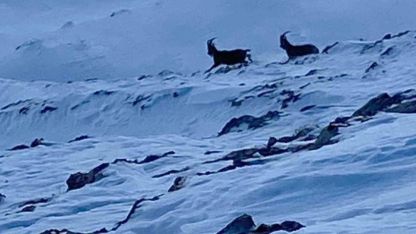 Çatak’ta dağ keçileri görüntülendi