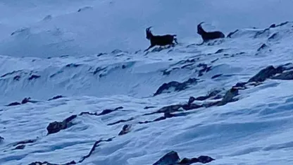 Çatak’ta dağ keçileri görüntülendi