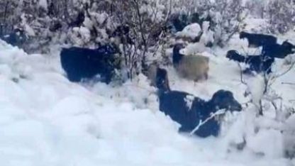 Hizan’da kar yağışı, sürüyü hazırlıksız yakaladı