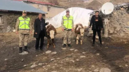 Muş’ta çalınan 2 büyükbaş hayvan bulundu