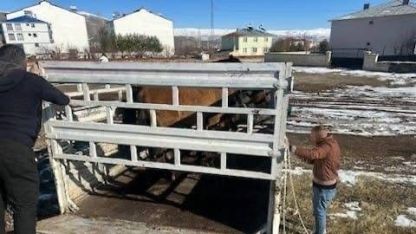 Kış şartları öncesi önlem: Başıboş binek hayvanları toplatıldı