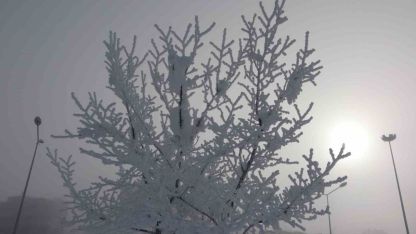 Ardahan’da Ağaçlar kırağı tuttu