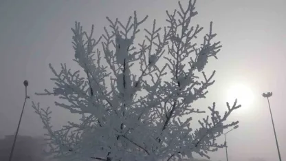 Ardahan’da Ağaçlar kırağı tuttu