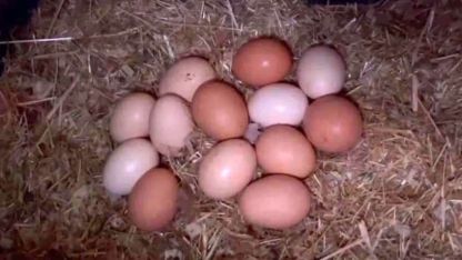 Tavuklara müzikli terapi: "Yumurta verimi arttı"