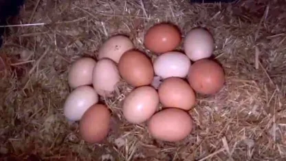 Tavuklara müzikli terapi: "Yumurta verimi arttı"