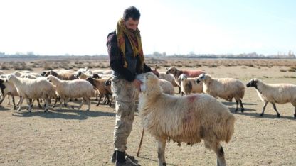 Erzincan’da sürüler merada