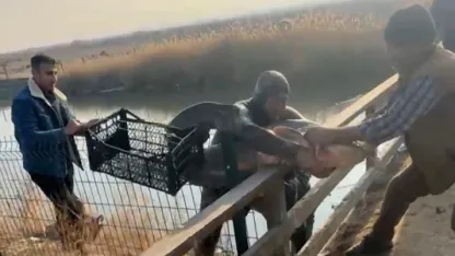 Olta yok, ağ yok: Karasu Çayı’nda çıplak elle yayın balığı avı