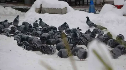 Van’da kar sonrası güvercinlerden görsel şölen