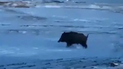 Mahalleye yakın bir noktada domuz görüldü