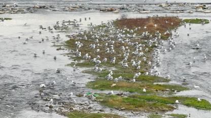 Ağrı Murat Nehri’nde martılardan kartpostallık görüntüler (Videolu Haber)