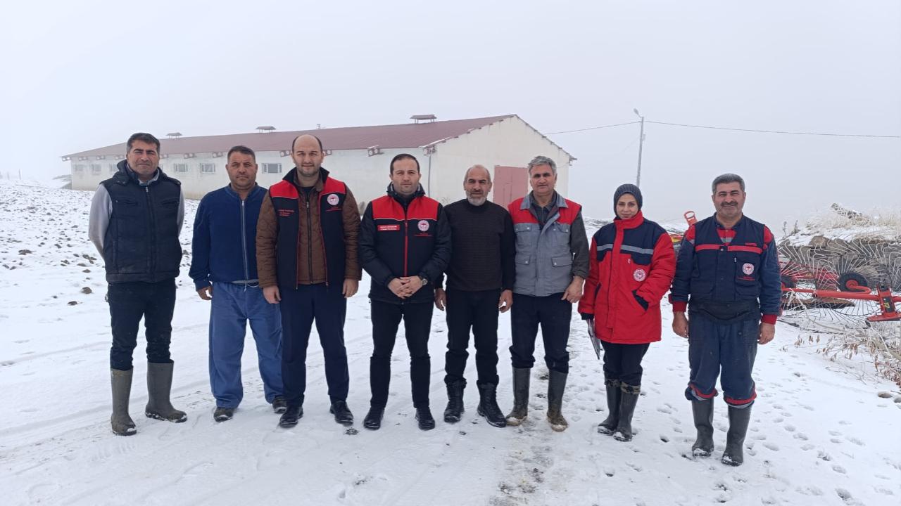 Ağrı’da Büyükbaş Hayvanlara Şap Aşısı Uygulanıyor