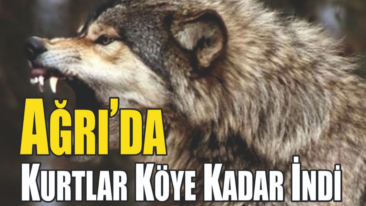 Ağrı’da Kurt Alarmı: Bekçi Köpekleri Kurtların Hedefi Oldu