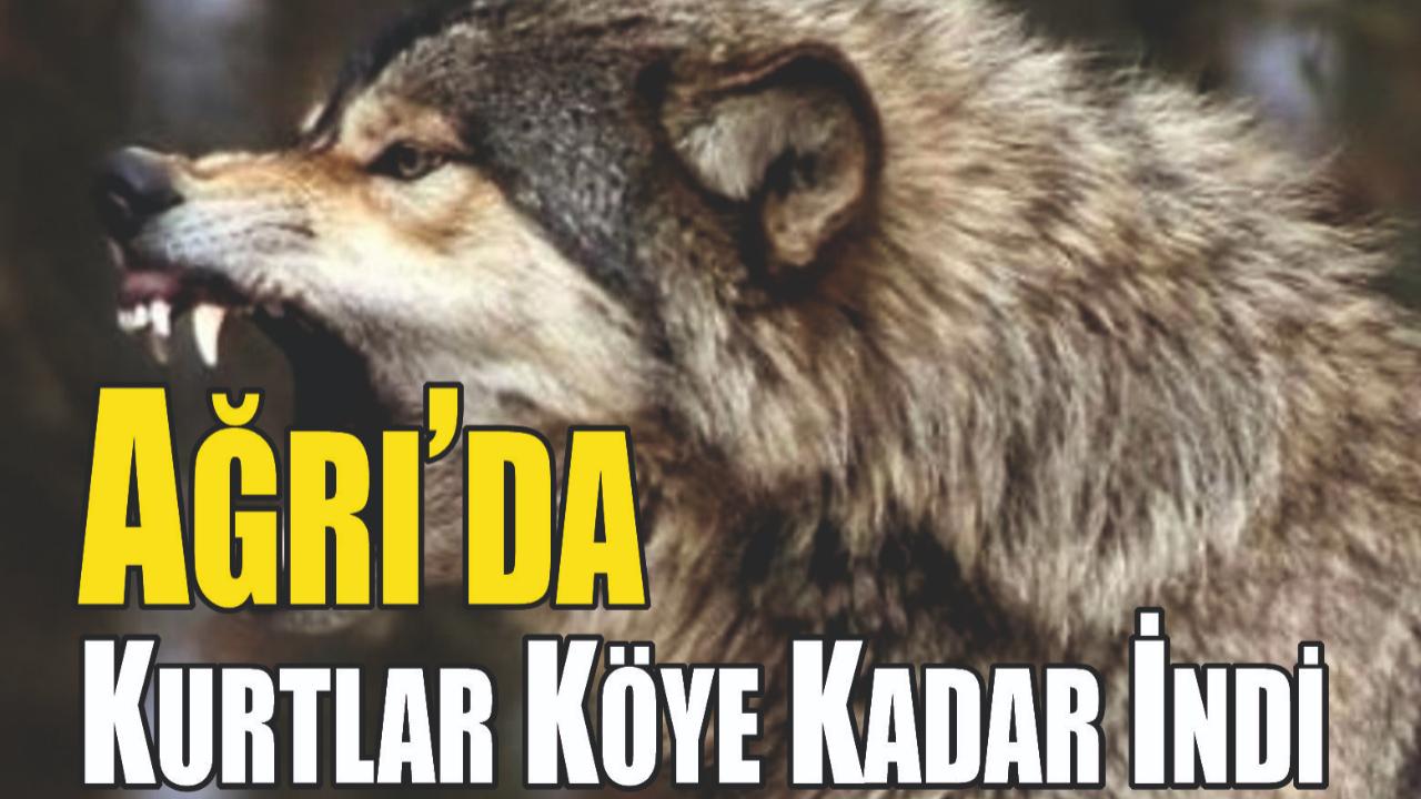 Ağrı’da Kurt Alarmı: Bekçi Köpekleri Kurtların Hedefi Oldu