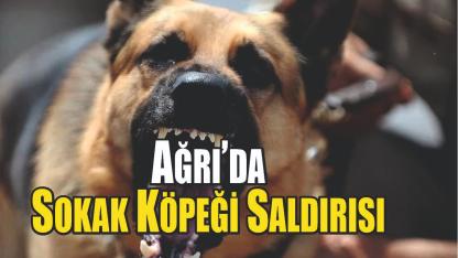 Ağrı’da Sokak Hayvanlarının Saldırısına Uğrayan Öğrenci Korku Dolu Anlar Yaşadı