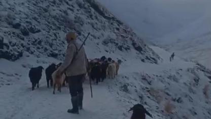 Ağrı’da tipi etkili oldu, köylüler sürüyü kurtarmak için zamanla yarıştı (videolu Haber)