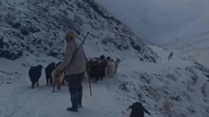 Ağrı’da tipi etkili oldu, köylüler sürüyü kurtarmak için zamanla yarıştı (videolu Haber)