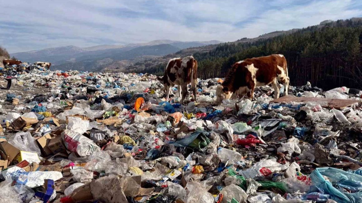 Ardahan&#039;da büyükbaş hayvanlar çöplükte besleniyor