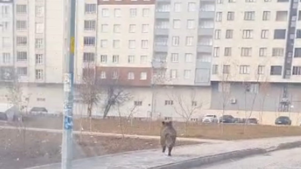 Bitlis’in Tatvan ilçesinde yaban domuzu paniği