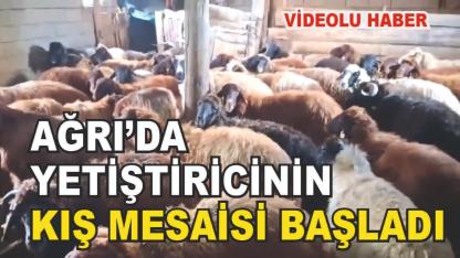 Doğubayazıt’ta Kış Mesaisi Ahırlarda Başladı (Videolu haber)