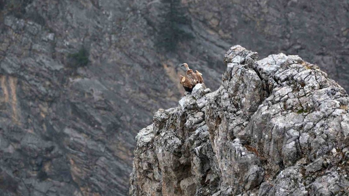 Erzincan Kemaliye’de göçmen akbabalar görüntülendi