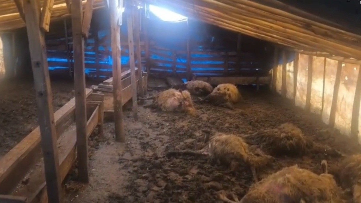 Erzincan’da kurt dehşeti: 10 koyun telef oldu, 10 koyun yaralandı