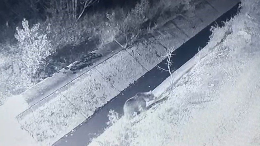 Erzincan&#039;da mevsim normalleri değişti, ayılar hâlâ uyanık