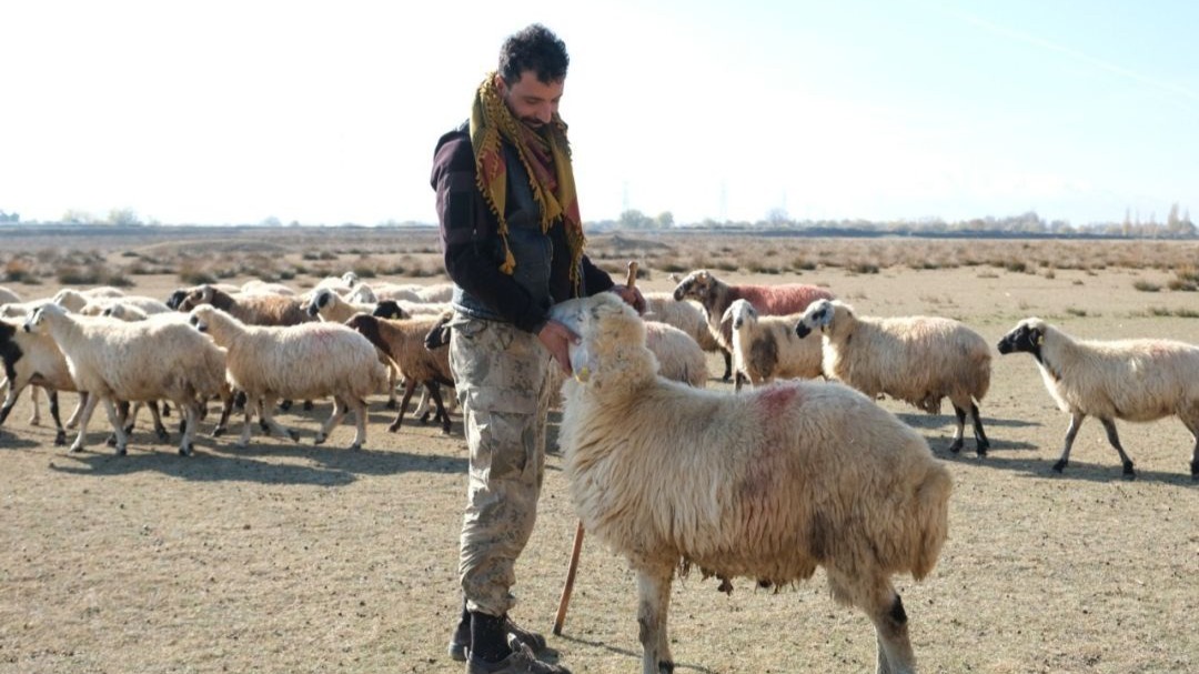Erzincan’da sürüler merada