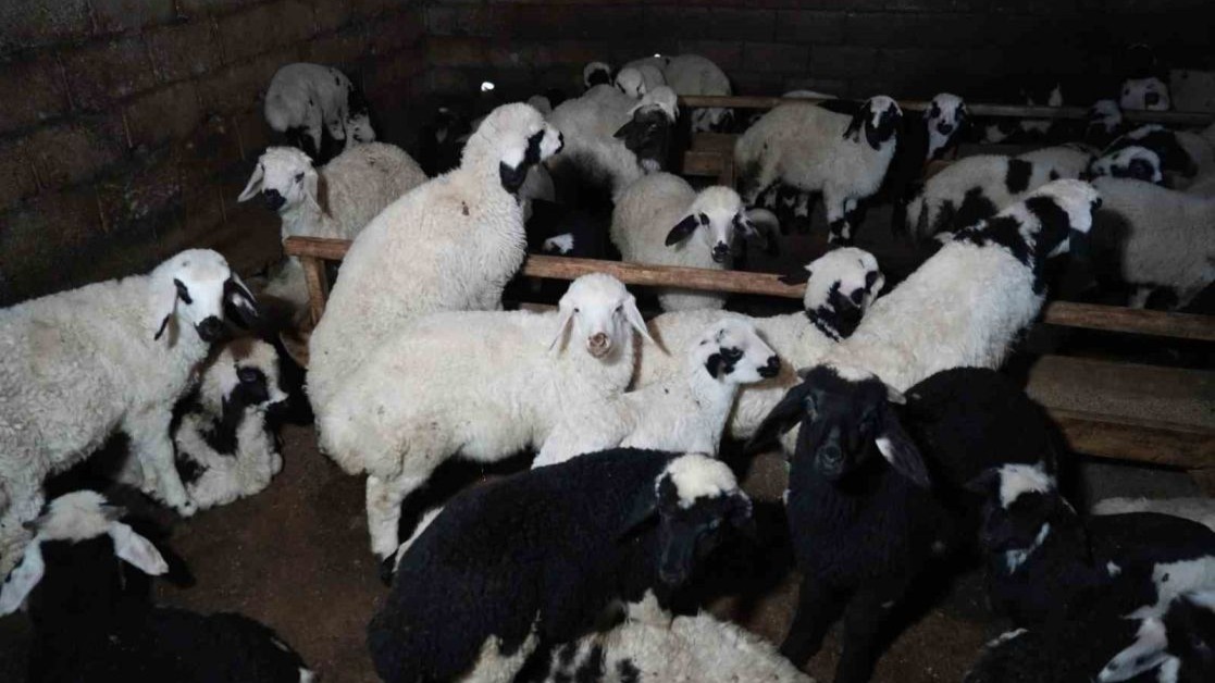 Erzincan’da yılın son kuzuları üreticilerin yüzünü güldürdü