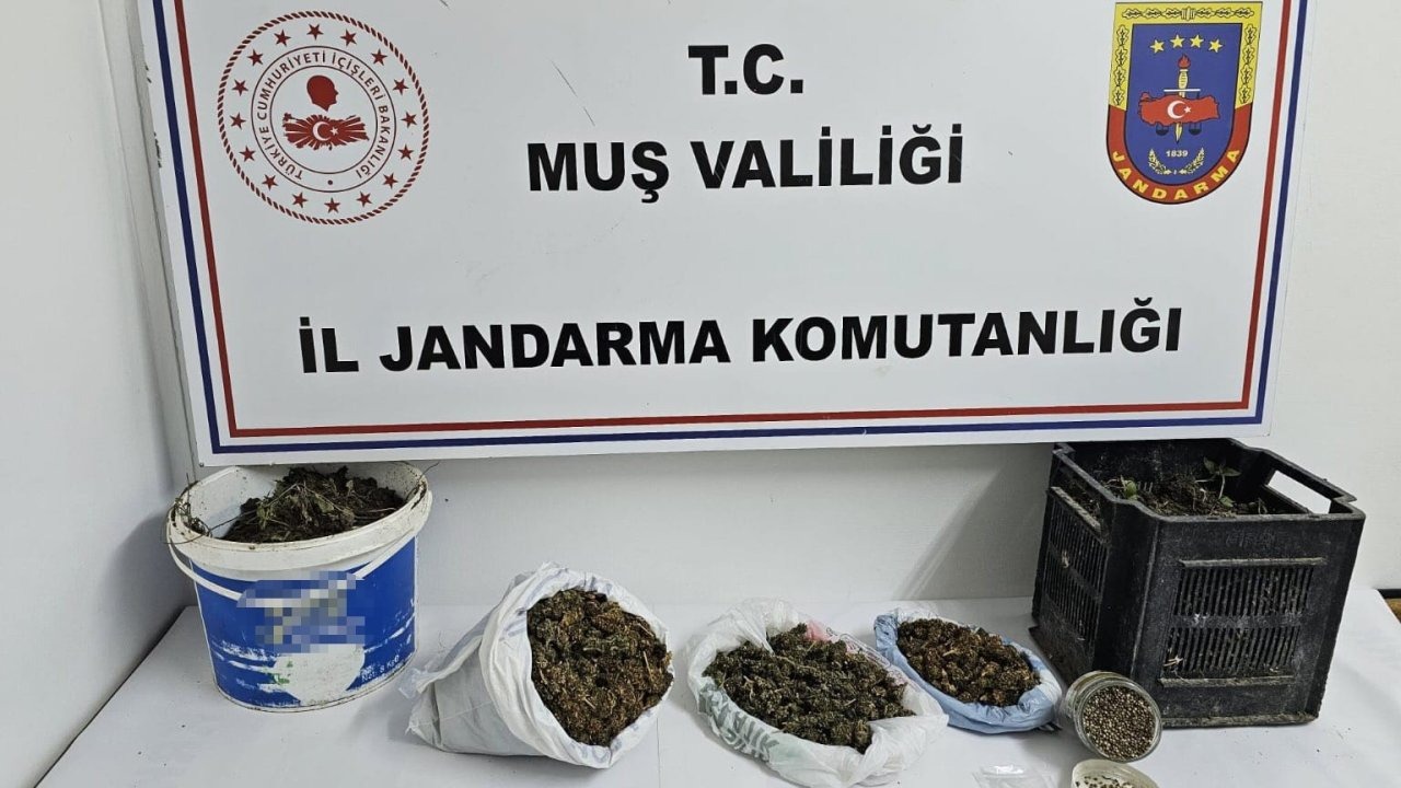 Jandarma Muş’ta uyuşturucu operasyonu gerçekleştirdi