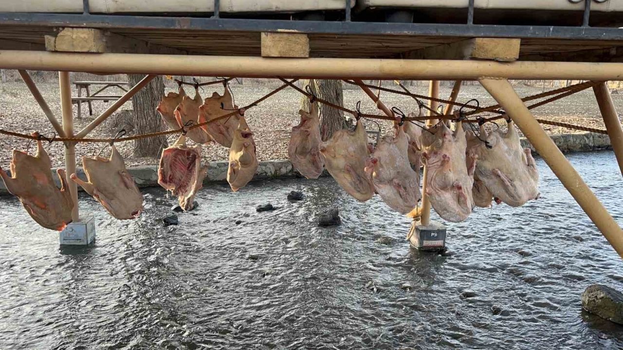 Kars kazı geleneksel yöntemlerle kurutuluyor: Kış sofralarının vazgeçilmezi hazırlanıyor