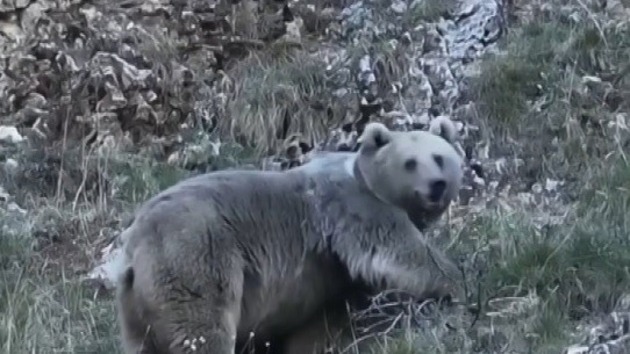 Kış uykusuna hazırlanan iki ayı görüntülendi