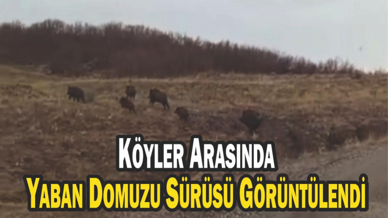 Köyler Arasında Yaban Domuzu Sürüsü Görüntülendi