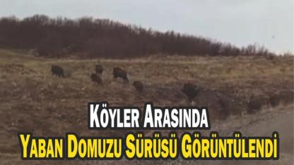 Köyler Arasında Yaban Domuzu Sürüsü Görüntülendi