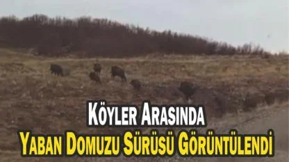 Köyler Arasında Yaban Domuzu Sürüsü Görüntülendi