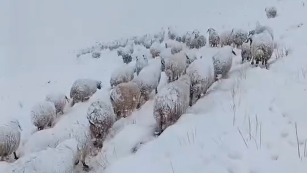Koyun sürüsünün kar altında zorlu yolculuğu