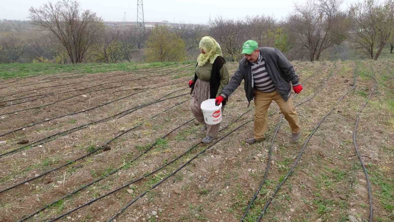 Malatya’da gramı 600 TL olan safran yok satıyor