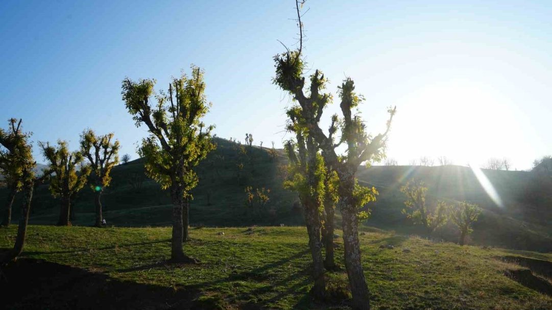 Muş&#039;ta şaşırtan olay: Meşeler kış kapıdayken yeniden yeşerdi