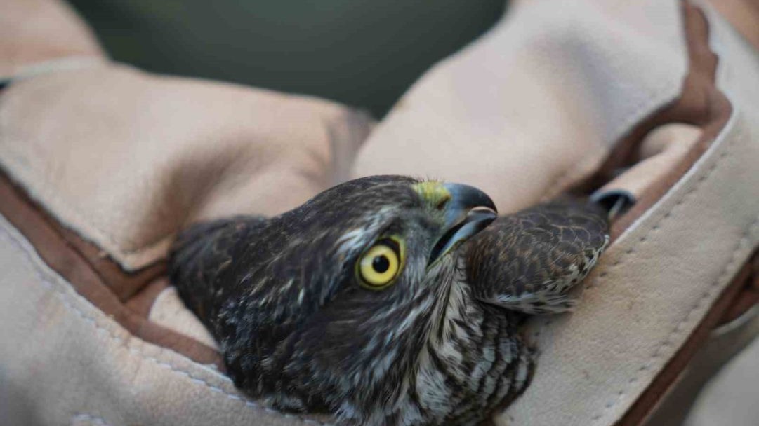 Muş’ta yaralı halde bulunan atmaca emin ellerde