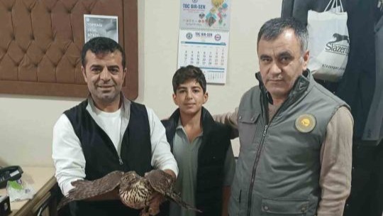 Muş'ta yaralı şahin tedavi altına alındı